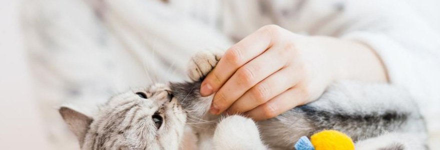Conseils pour faire garder ses animaux à domicile