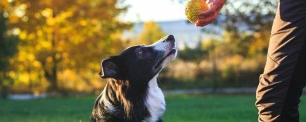 éducateur canin