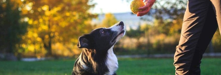 éducateur canin