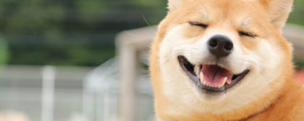 Shiba Inu