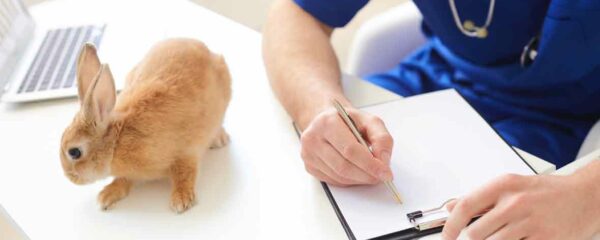 Vétérinaire examinant un lapin en urgence